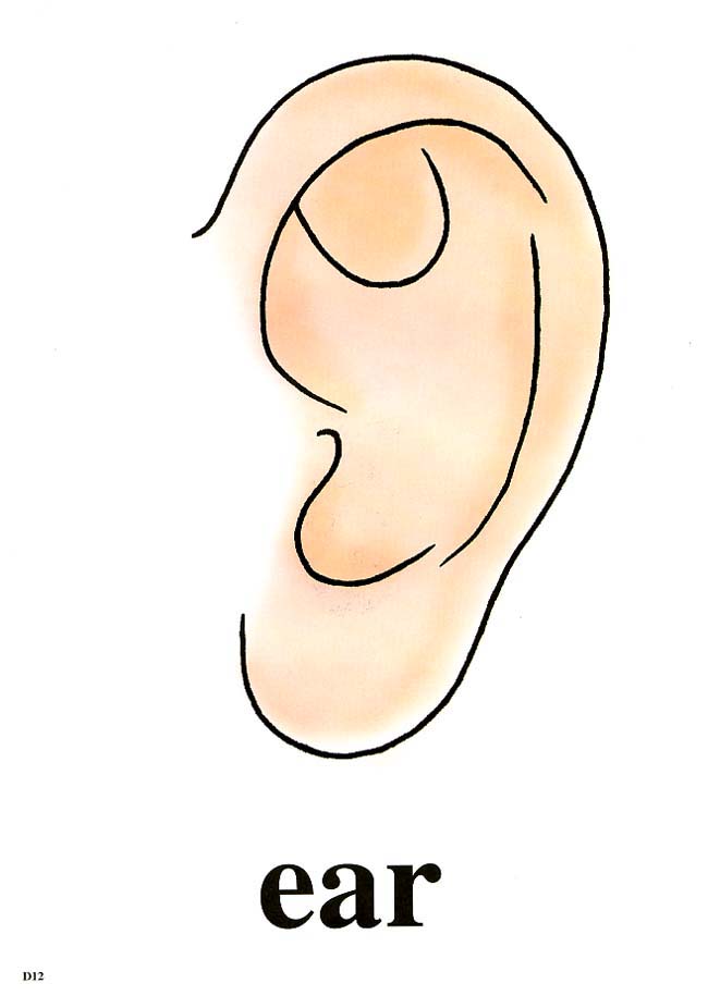 ear.jpg