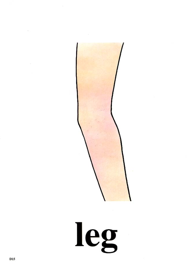 leg.jpg