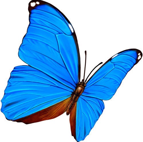 butterfly.gif