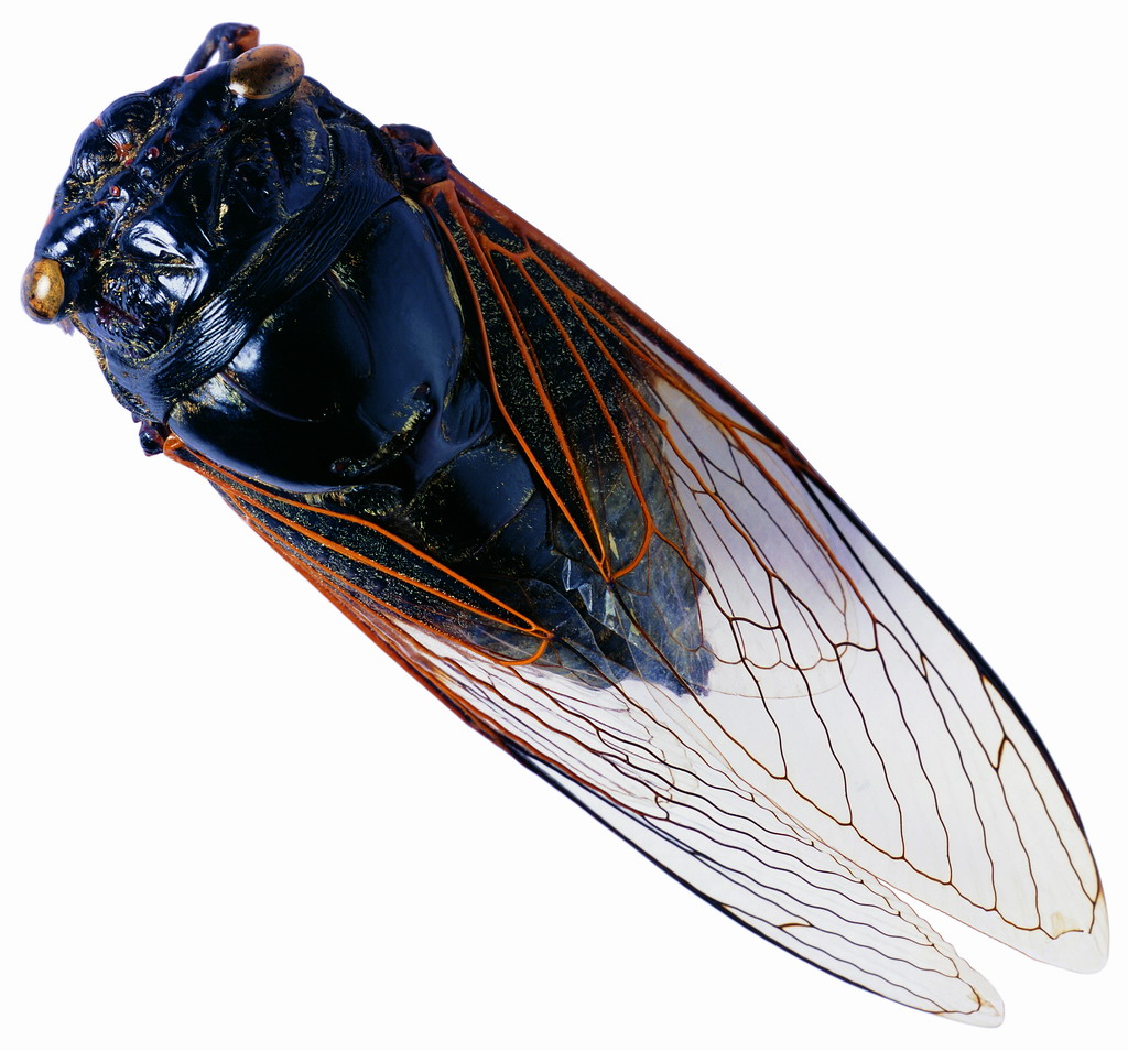 cicada.jpg