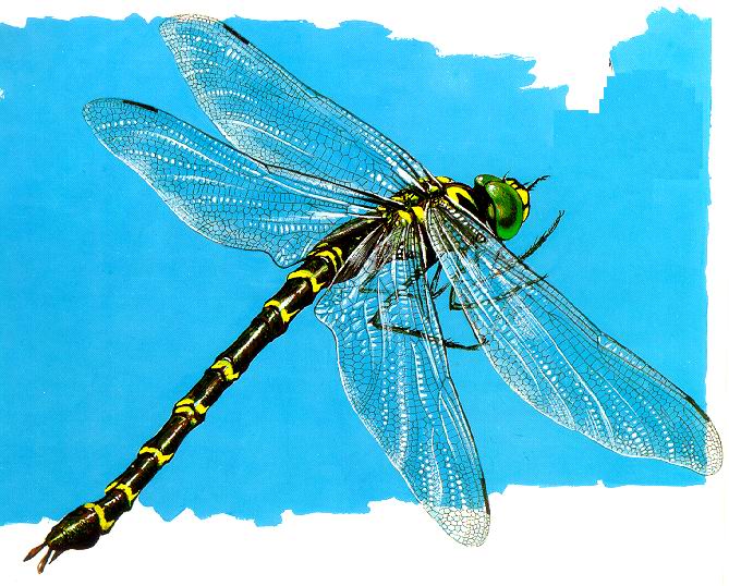 dragonfly2.jpg