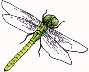 a dragonfly.JPG