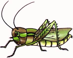 a grasshopper.JPG